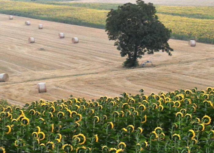 Podere Casenove Feriegård Citerna